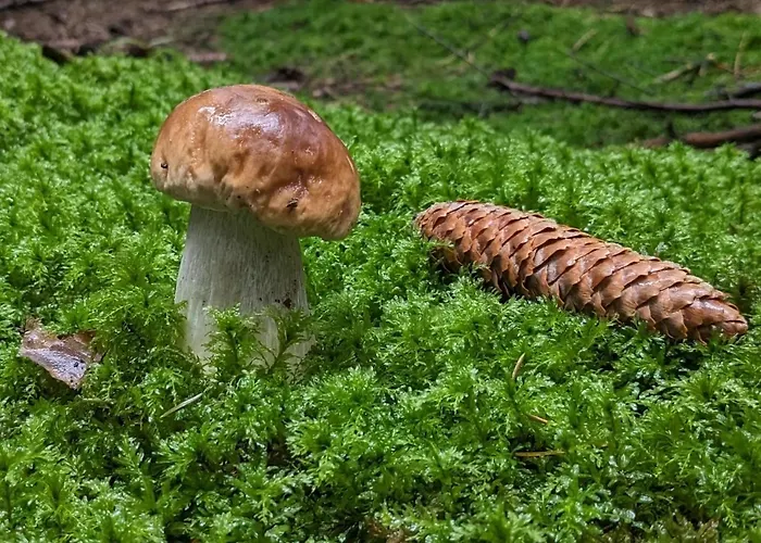 Ga Grudzianka